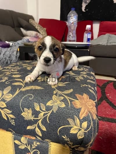 جاك راسل بيور pure jack Russel چاك راسل ٤ شهور بنت