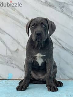 cane corso 0