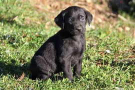 labrador retriever