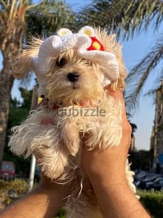 male puppy maltuipoo 0