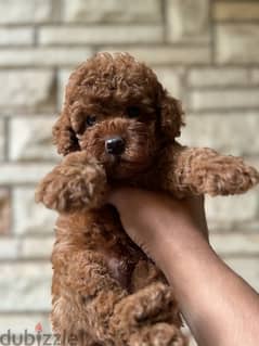 toy poodle