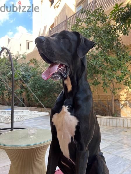 Male Great Dane for Mating للزواج فقط 0