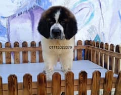 saint Bernard سانت برنارد 0