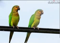 مطلوب زغلول ببغاء brown throated conure 0