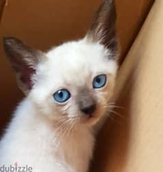 سيامي سيامى siamese