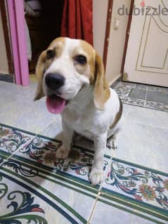 Beagle buggy كلب بيجل 0