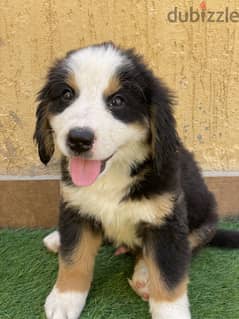 last female bernese mountain