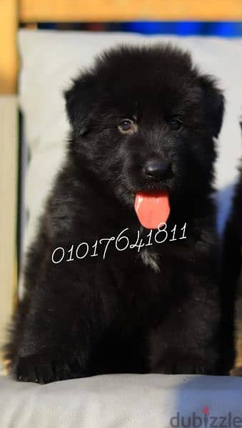 كلاب. جراوي رويال بلاك شولاين للبيع Royal Black for sale