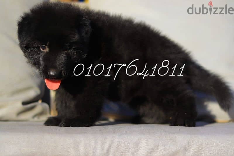 كلاب. جراوي رويال بلاك شولاين للبيع Royal Black for sale 0