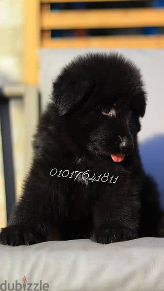 كلاب . جراوي  رويال بلاك Royal Black