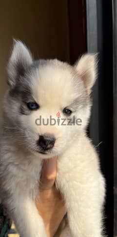 55 days female husky for sale 0