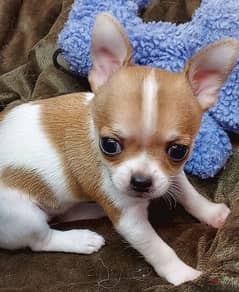 تي كب شيواوا اهالى مستوردين Tiny chihuahua