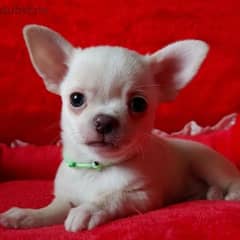 So small chihuahua اصغر شيواوا ابل هيد 0