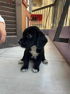 Beagle and Golden mix 0