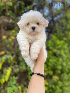 havanese puppies جراوي ميني هفانيز 0