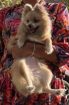 Pomeranian