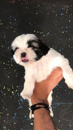 shih tzu puppy top quality mini size 0