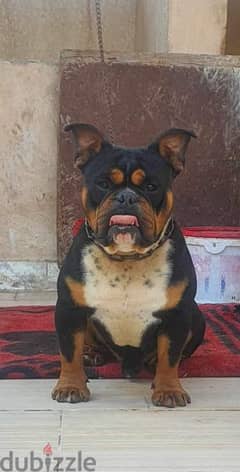 دكر بولي / بوكيت / اكزوتيك تري كلر American Bully Exotic