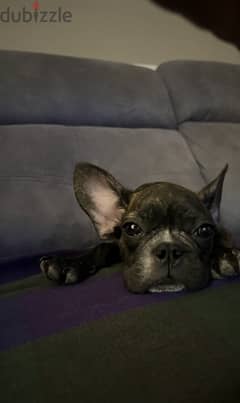 French bulldog "oreo" 0