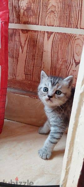 British Shorthair female 1