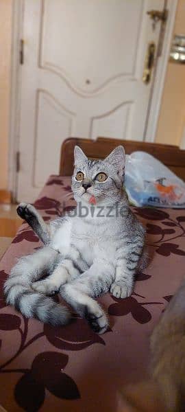 British Shorthair female 2