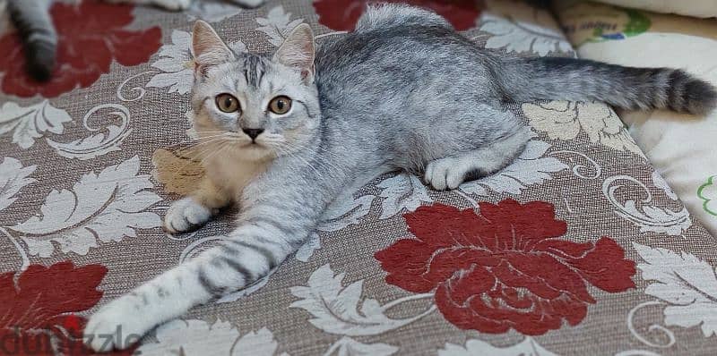 British Shorthair female 4