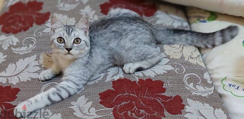 British Shorthair female 5