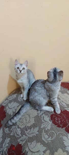 British Shorthair female 6