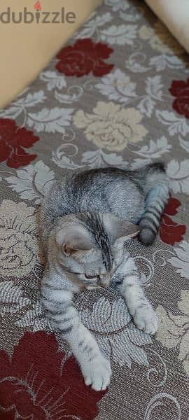 British Shorthair female 7