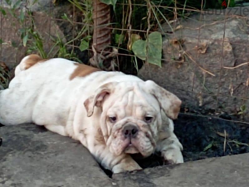 English bulldog boys from Russia 1