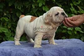 English bulldog boys from Russia 0