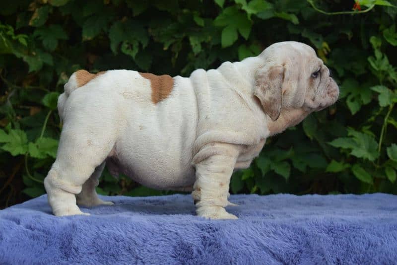 English bulldog boys from Russia 2