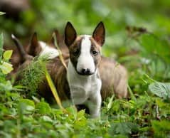 Miniature bull terrier girl from Russia 0