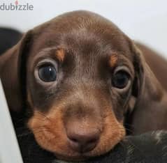 Rabbit Dachshund puppy girl from Russia 0