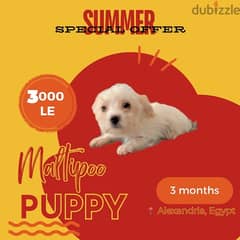 Maltipoo White | long hair | Puppy