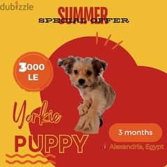 Yorkshire | Puppy | 3 months old 0