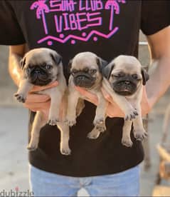 pug بج 0