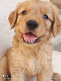 golden retriever جولدن رتريفر