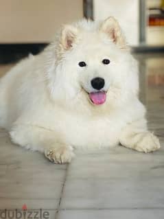 female samoyed