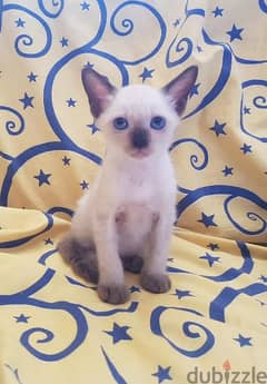 the most beautiful Siamese kittens in egypt