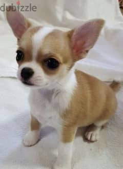 اصغر شيواوا تيكب Teacup chihuahua puppies 0