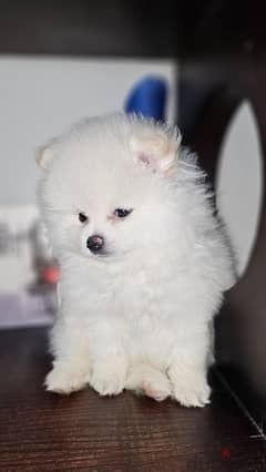 Pomeranian بومرينان بومرينين