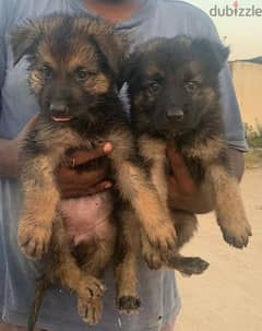 German shepherd puppies 0