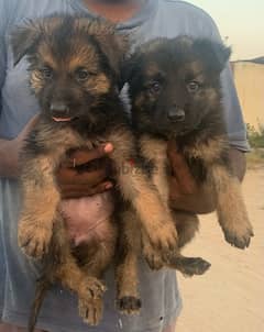 German shepherd  puppy  for sale 0