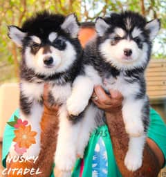 جراوي هاسكي للبيع  husky puppies 0