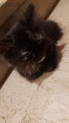 Cute Kitten (Mrs. Shalaby) Looking for a New home!!