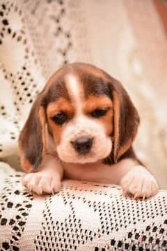 Beagle Puppies for sale جراوى بيجل للبيع