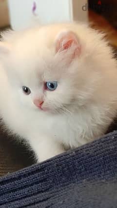 pure angora cat