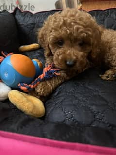 Toy poodle puppies ready for new home 0