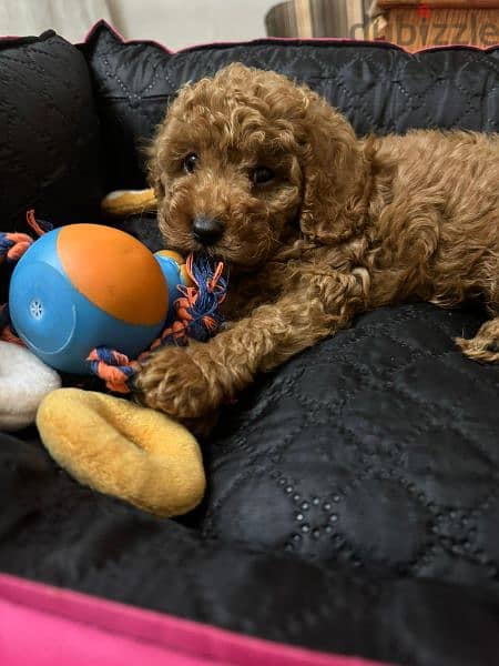 Toy poodle puppies ready for new home 1